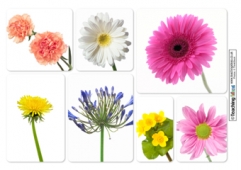 Flowers Photo Collages