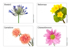 Flowers Photo Cards