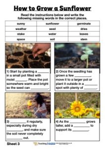 How to Grow a Sunflower